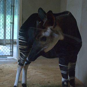 Okapi