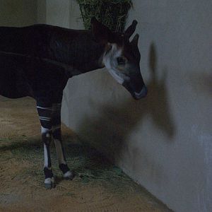 Okapi