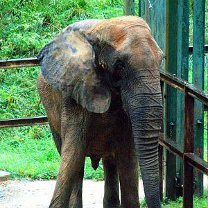 African savannah elephant