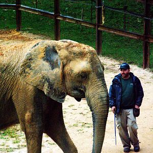 African savannah elephant