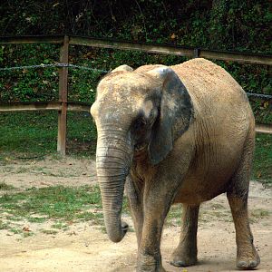 African savannah elephant