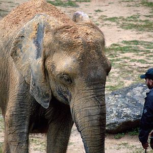 African savannah elephant