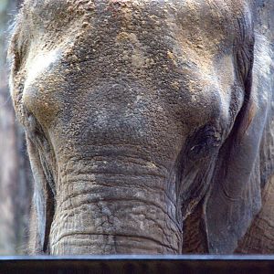 African savannah elephant
