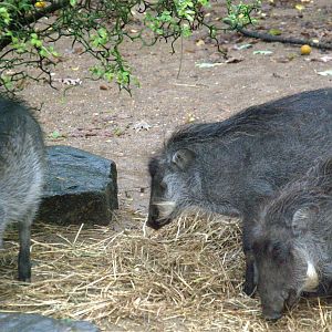 Common Warthog