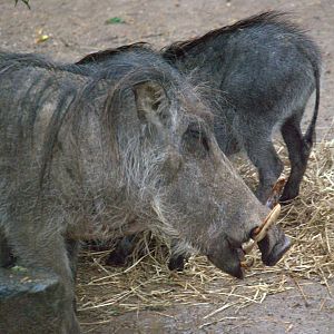 Common Warthog