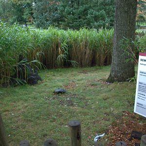 Kirks Dik-dik/Demoiselle crane enclosure