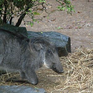 Common Warthog
