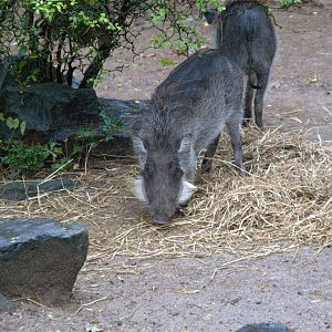 Common Warthog