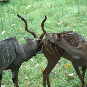 Southern Lesser Kudu