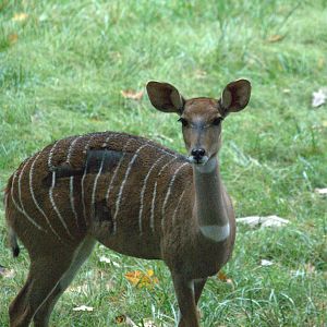 Southern Lesser Kudu