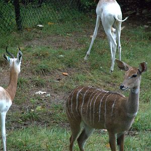 Southern Lesser Kudu/Addra Gazelle