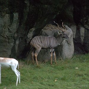 Southern Lesser Kudu/Addra Gazelle