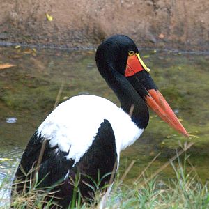 Saddle-billed Stork