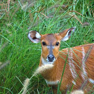 East African Sitatunga