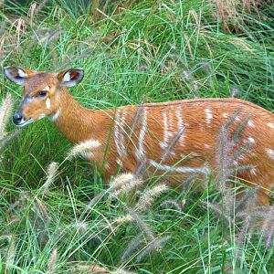 East African Sitatunga