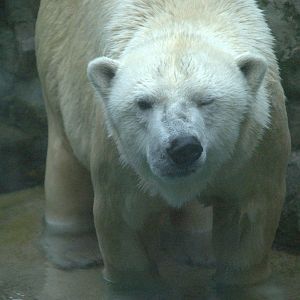 Polar Bear
