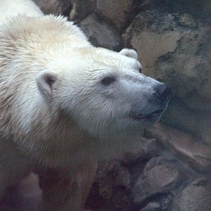 Polar Bear