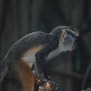 Baby Wolf's Guenon