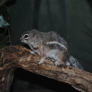 Harris's Antelope Squirrel