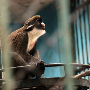 Lesser spot-nosed guenon