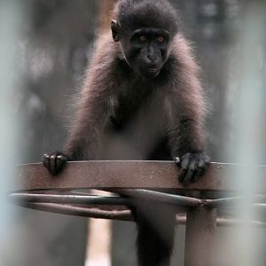 Grey-cheeked mangabey