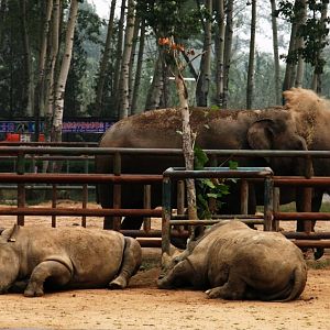 White rhinoceros and Asian elephants