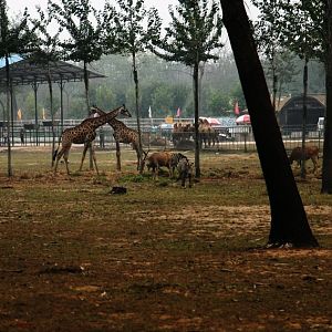 Africa drive-in area