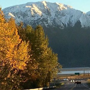 Moose crossing road in Girdwood, Alaska