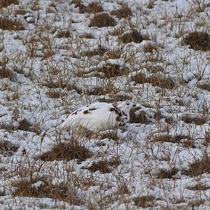 Willow Ptarmigan - Alaska