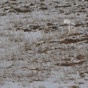 Williow Ptarmigan - Alaska