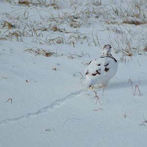 Willow Ptarmigan - Alaska