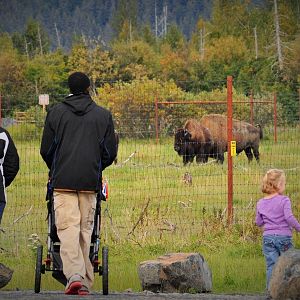 Guests and Wood Bison