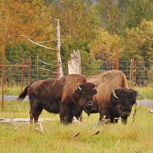 Wood Bison