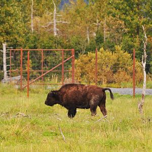 Wood Bison
