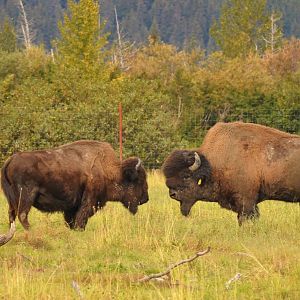 Wood Bison bull and cow