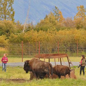 Wood Bison and Guests