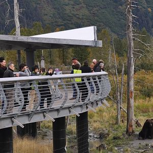 Brown Bears and Guests