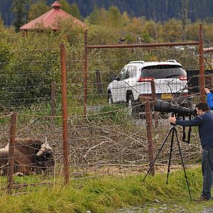 Musk Ox and Eagle Photographers