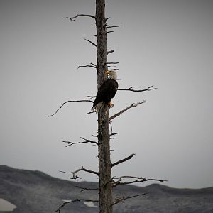 Bald Eagle