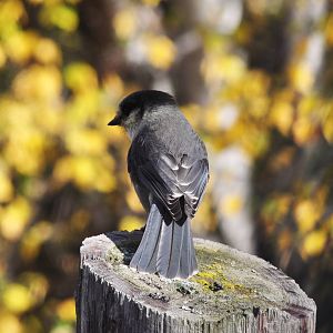 Grey Jay