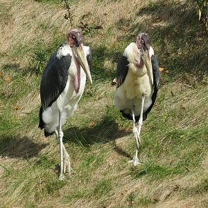 Marabou Stork
