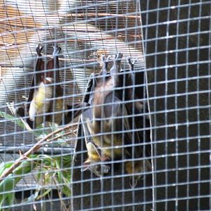 Straw-coloured Fruit Bat
