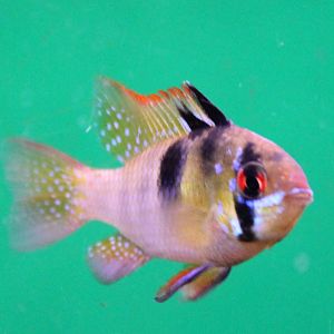 Microgeophagus ramirezi