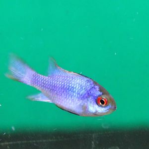 Microgeophagus ramirezi, mutation electric blue