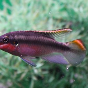 Pelvicachromis pulcher