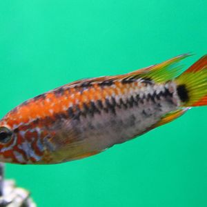 Apistogramma viejita