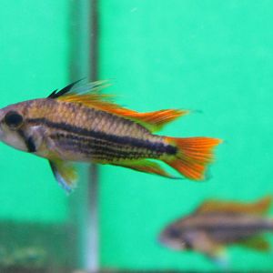 Apistogramma cacatoides, mutation orange