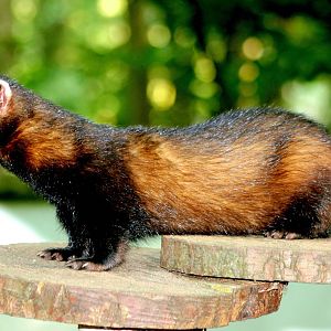 European polecat; Wildwood; 3rd October 2015