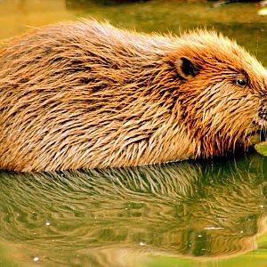European beaver with reflection; Wildwood; 3rd October 2015