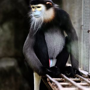 Black-shanked douc male